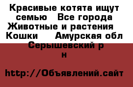 Красивые котята ищут семью - Все города Животные и растения » Кошки   . Амурская обл.,Серышевский р-н